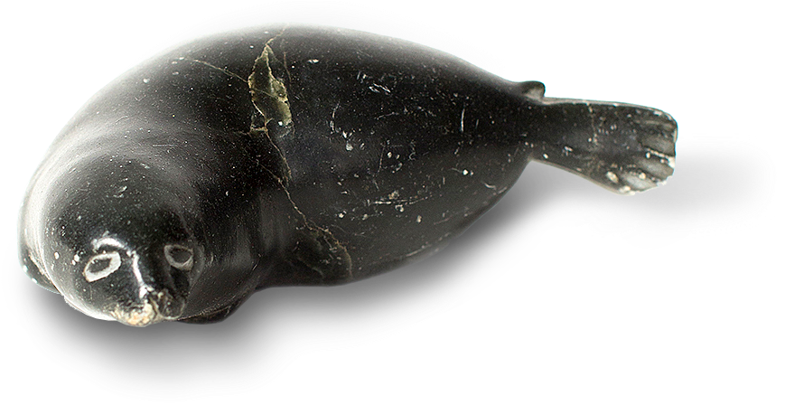 Harbor Seal (900x455), Png Download
