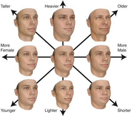 The Model Attributes - Sexual Orientation Facial Recognition (450x369), Png Download