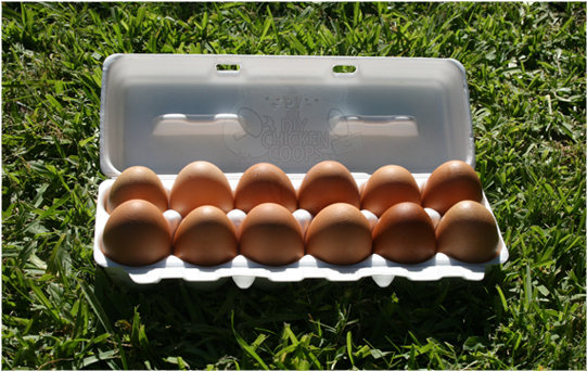 Carton Of Eggs Png Download - Grass (570x360), Png Download