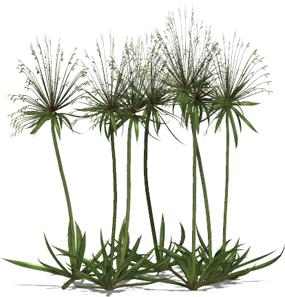 Egyptian Papyrus Plant Png (414x431), Png Download