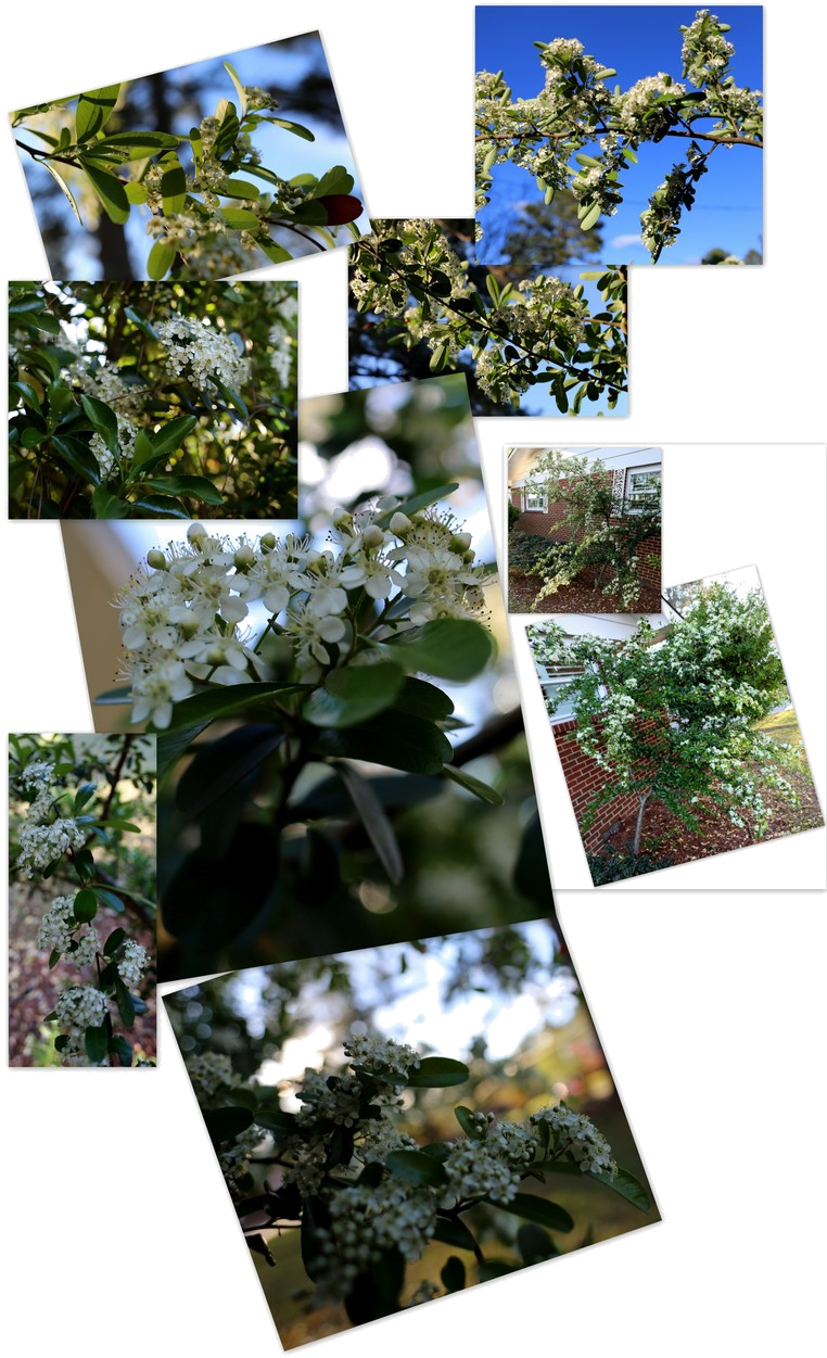 Shrubbery ~ Pyracantha This Is What Happened [after - Jasmine (762x1251), Png Download