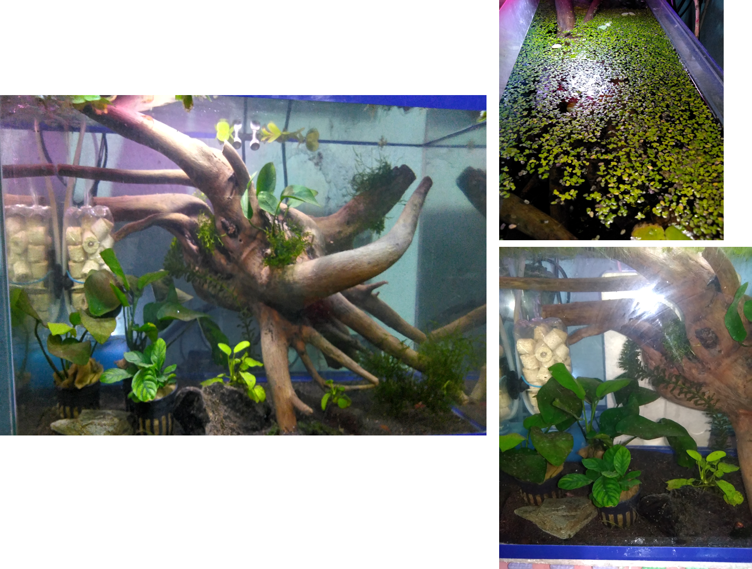 Plant1 - Octopus (1487x1125), Png Download