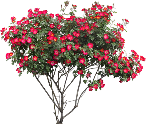 Flower Tree Png Hd (500x424), Png Download