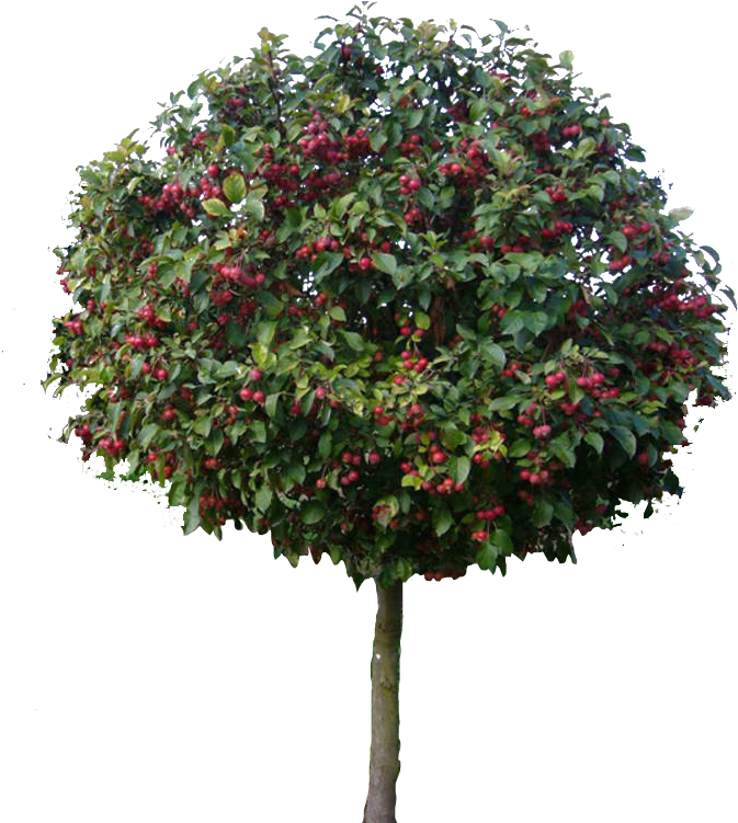 Drawing Models - Drawing (1000x750), Png Download