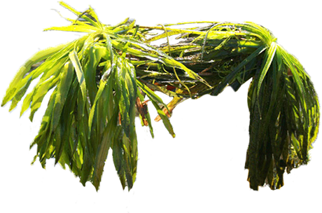 Ontario Federation Of Anglers And Hunters - Willow (460x304), Png Download