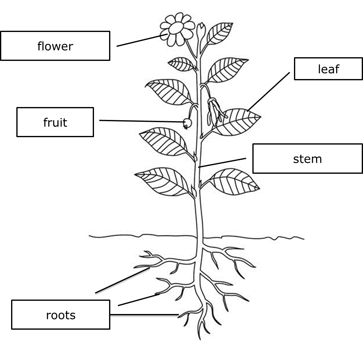 Roots Absorb Water And Nutrients From The Soil - Parts Of Plants For Class 3 (1178x1125), Png Download