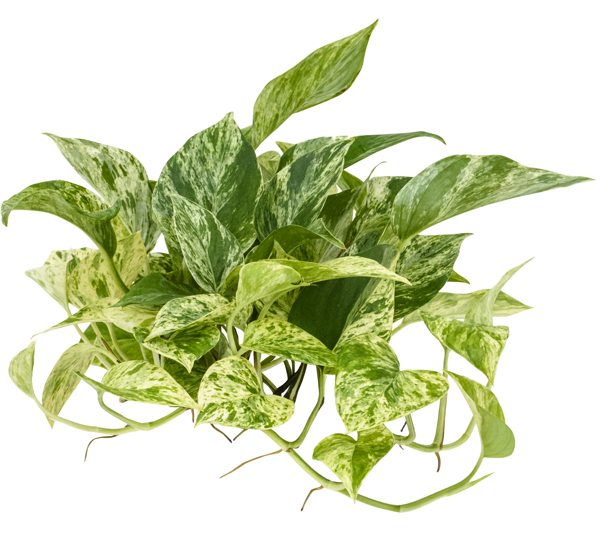 Epipremnum 'marble Queen' - Epipremnum Png (2048x1733), Png Download