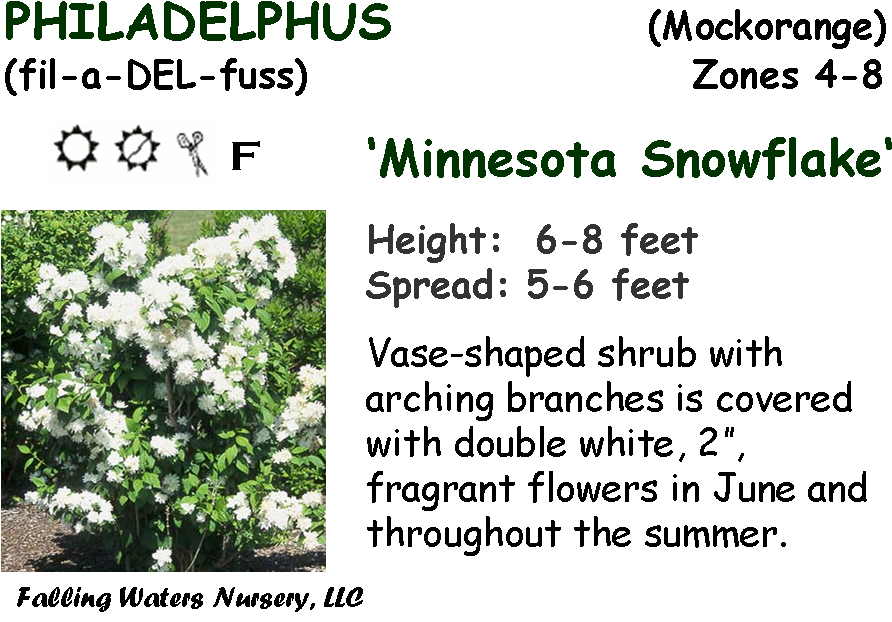 Reduced $12, Bogo $15 - Melissa (920x637), Png Download