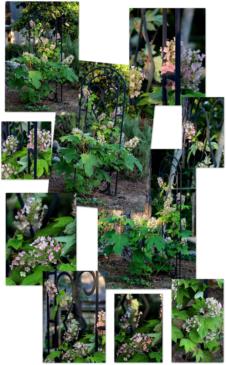 Photography ~ Backyard Landscaping A Trellis & Oakleaf - Yard (929x1500), Png Download
