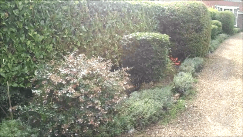 Hedge (800x800), Png Download