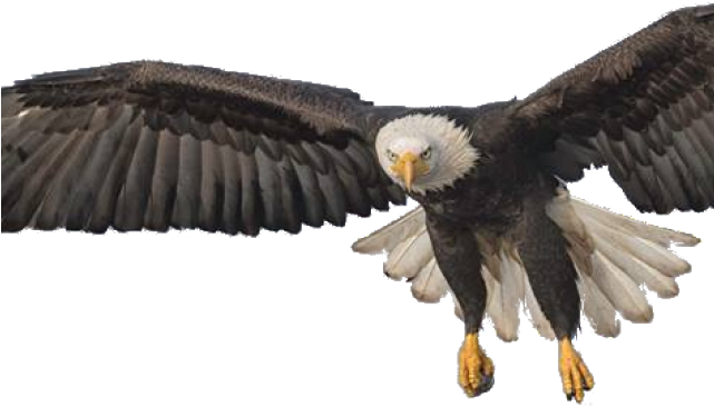 Bald Eagle Png Transparent Images - Flying Eagle Png (640x480), Png Download