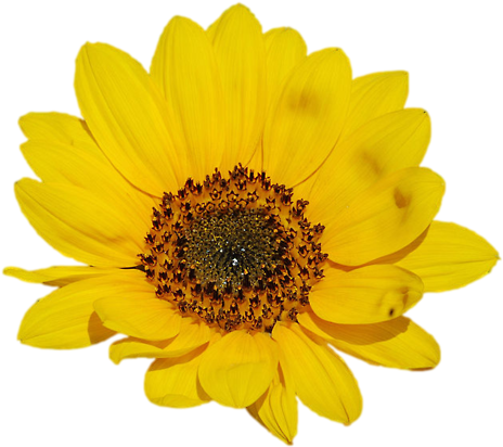 Go To Image - Sunflower .png (500x441), Png Download