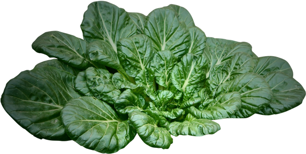 Virgin Earth Juice Spinach - Tatsoi (600x332), Png Download