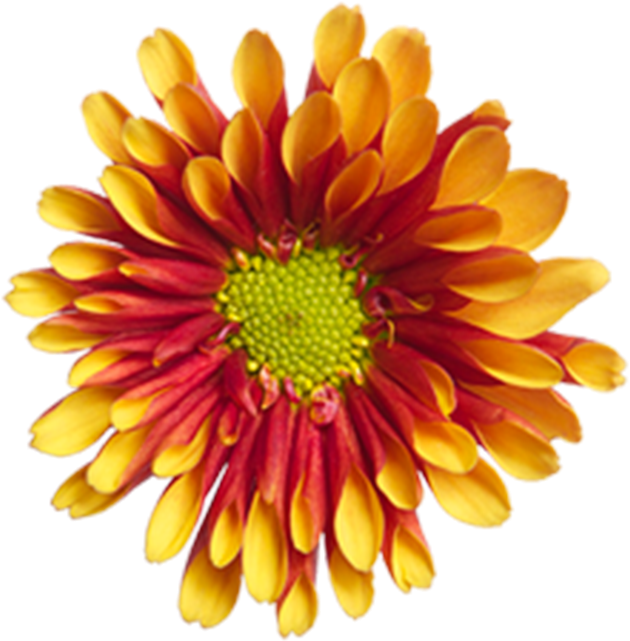 Bronze Novelty Dion Bronze Novelty Dion - Common Zinnia (800x800), Png Download