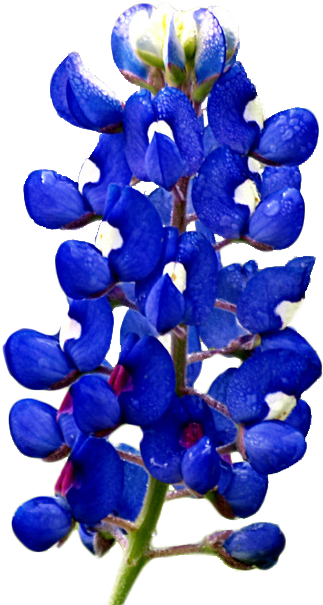 Lupinus Subcarnosus (329x614), Png Download