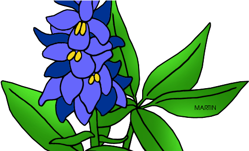 Texas State Flower Drawing (579x304), Png Download