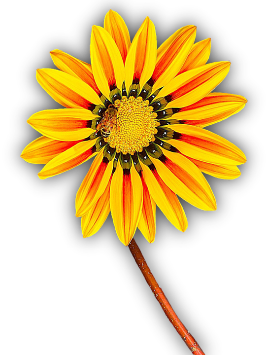 Flower, Yellow, Png, Isolated, Yellow Flower, Blossom - Flor Amarilla En Png (540x720), Png Download