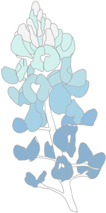 Bluebonnet - Png - Grape Hyacinth (1000x1000), Png Download