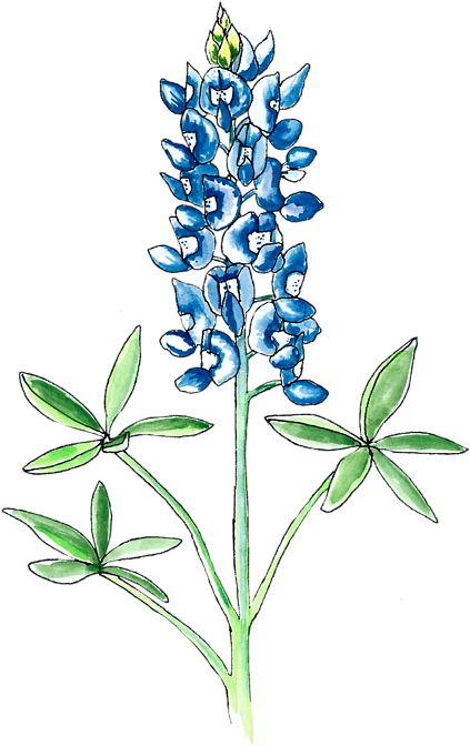 Bleed Area May Not Be Visible - Bluebonnet Drawing (432x700), Png Download