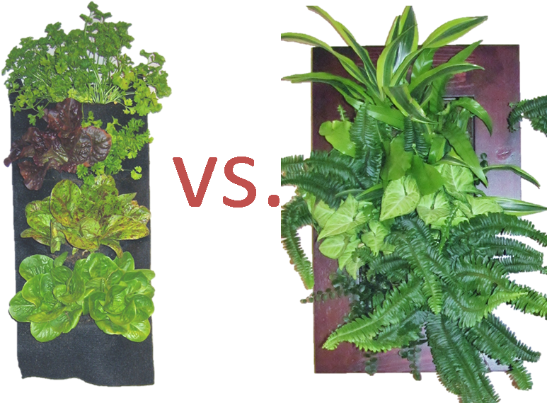 Plant Image 2 - Houseplant (819x576), Png Download