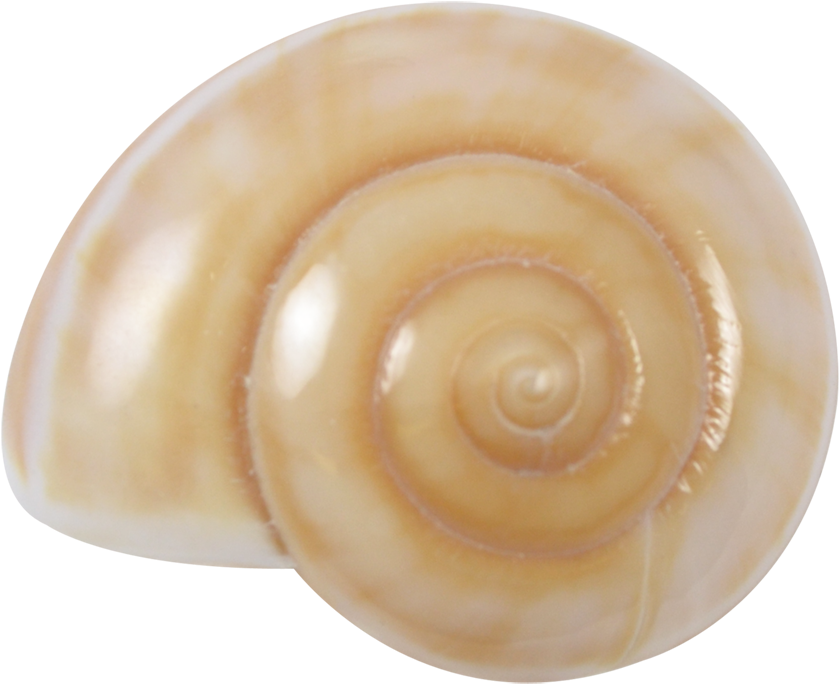 Snail shell