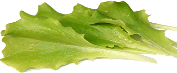 Batavia Baby Leaf - Batavia Png (827x591), Png Download