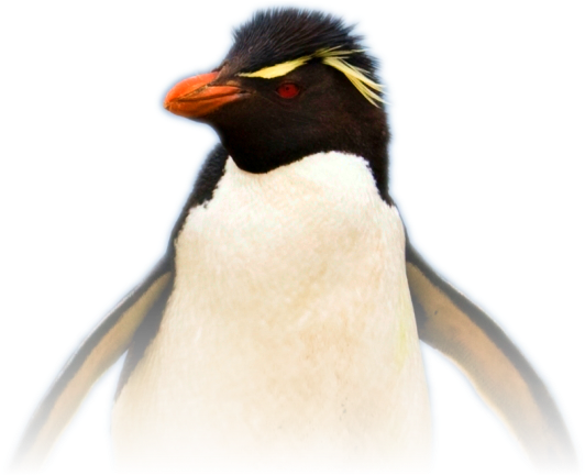 Linux Audio Software - Southern Rockhopper Penguin (543x489), Png Download
