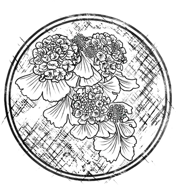 Chassia And Teylon - Line Art (800x800), Png Download