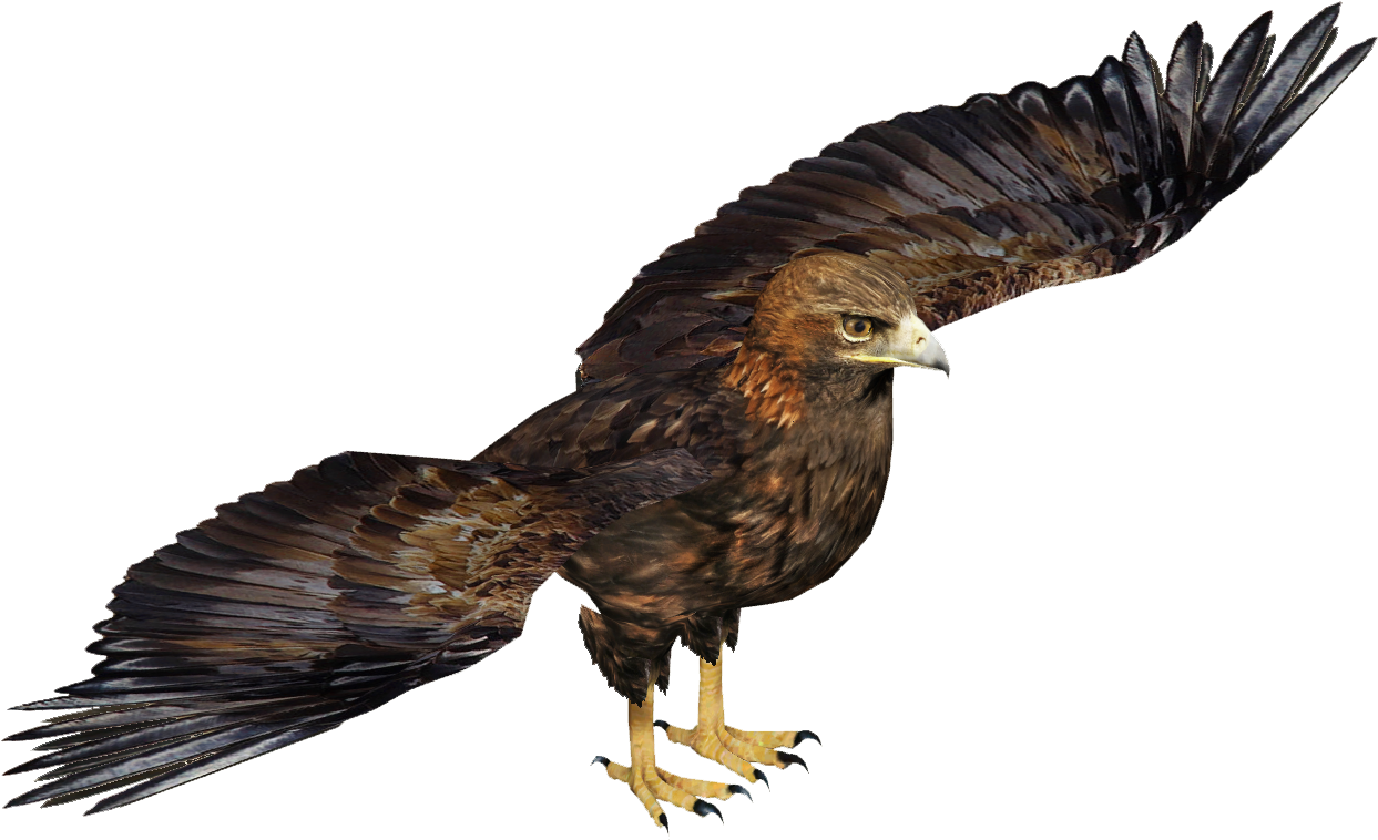 Golden Eagle - Wedge Tailed Eagle Transparent (1242x1242), Png Download
