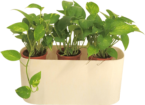 Florida Rectangle Plastic Pot Kochi, Kerala - Garden (500x501), Png Download