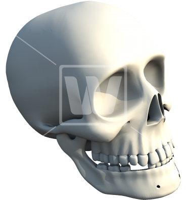 Human Skull - Skull (367x550), Png Download