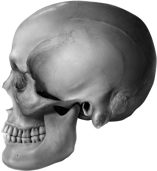 This Human Skull Illustration Of A Middle Aged Caucasian - Skull (600x900), Png Download