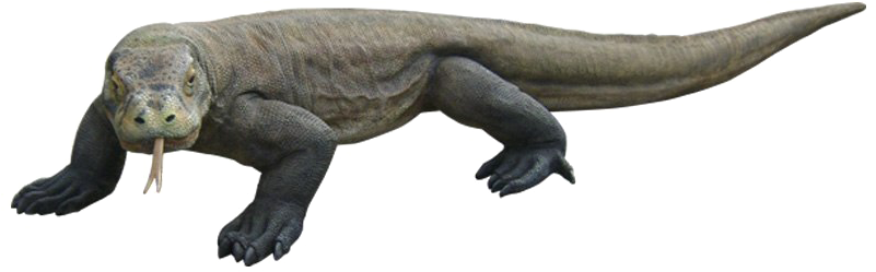 Komodo Dragon Png Hd - Le Dragon De Komodo Png (800x500), Png Download