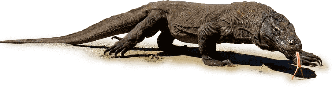 Komodo Dragon - 10 Ft Komodo Dragon (1084x300), Png Download