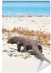 Komodo Dragon (400x400), Png Download