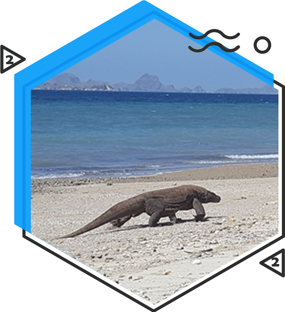 Komodo Large Dragon - Nr 17 (1000x1000), Png Download