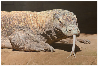 Komodo Dragon (400x400), Png Download
