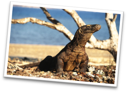 Ini Adalah Legenda Rakyat Mengenai Putri Naga Komodo - Dragon De Komodo (444x327), Png Download