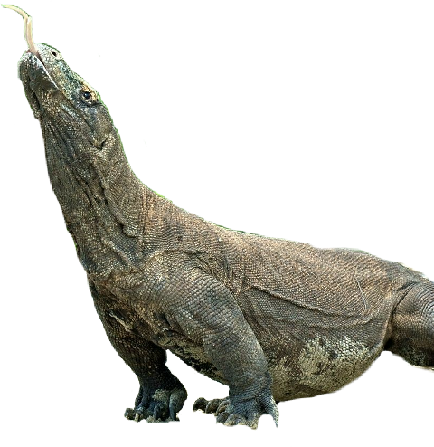 American Crocodile (480x494), Png Download