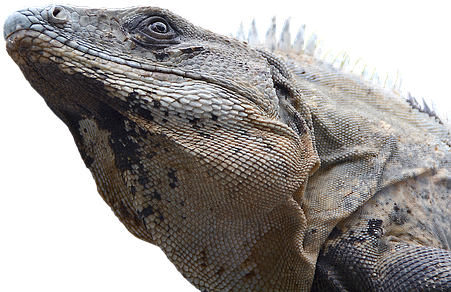 Iguana, Reptile, Lizard, Dragon, Monitor - African Iguana (510x340), Png Download