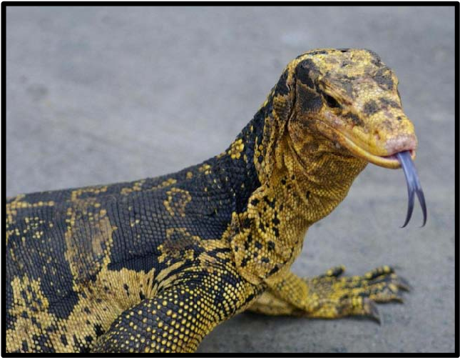 Due To Its Colorful Appearance Varanus C - Varanus Salvator (717x527), Png Download