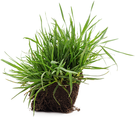Healthier Crop - Sweet Grass (457x455), Png Download