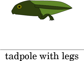 Cartoon Tadpole (350x377), Png Download