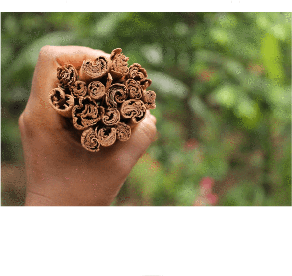 Spice (600x800), Png Download