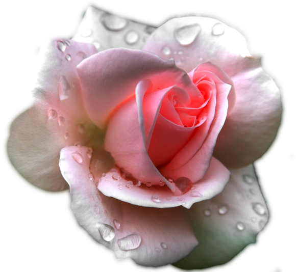Image - Pink Rose In Rain (800x533), Png Download