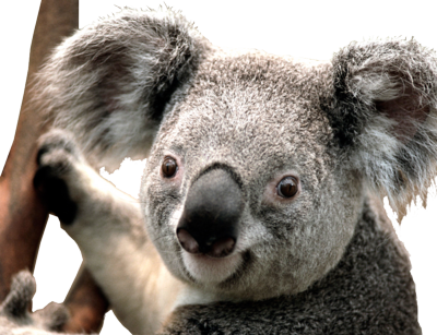 Koala Sticker - Koala Png (400x307), Png Download