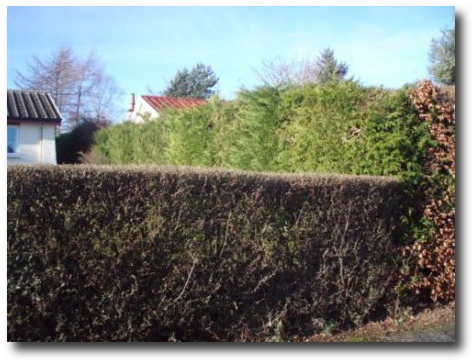 We Can Offer A Regular Service Or Even Just A One-off - Hedge (499x376), Png Download