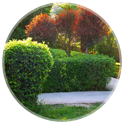 Hedging Plant - Quincy Outdoor Patio 5pc Set 50 Inch Round Fire Table (422x422), Png Download