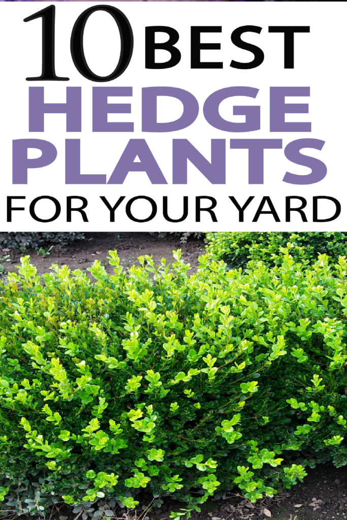 Check Out These Beautiful Hedge Plant Options - Hedge Plants (683x1024), Png Download