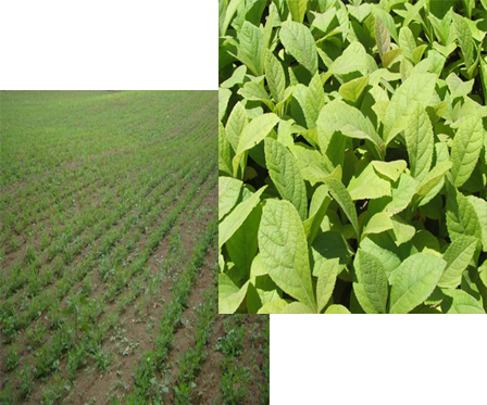 Welcome To Green Earth Developers - Green Earth (448x373), Png Download